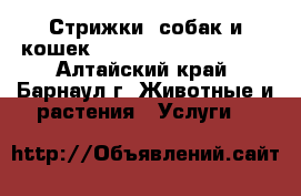 Стрижки  собак и кошек !!!!!!!!!!!!!!!!!!!! - Алтайский край, Барнаул г. Животные и растения » Услуги   